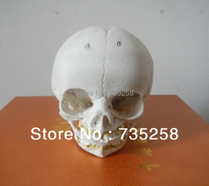 Senior Baby Skull Model,Fetal Skull Model,Baby Skull Simulation Model