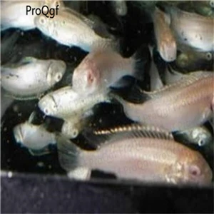 Набор 50 шт - Цвет: Nanachromis Nudiceps