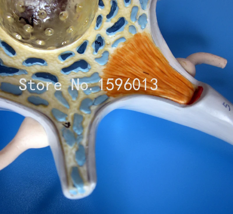 Популярная модель нейрона анатомическая человеческого мозга|model 4 stroke engine|models