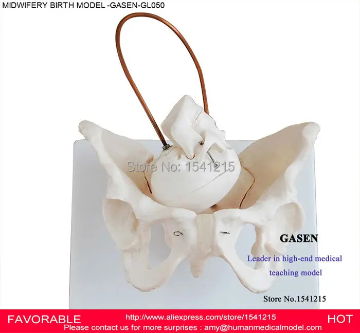 Новейшая модель для обучения родам женщинам GASEN GL050|birth model|fetus model |