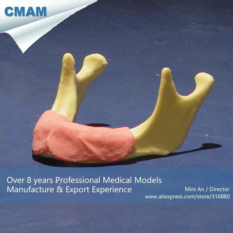 12613 / Toothless Mandible Jaw Model Implant Practice Training Medical Teaching Anatomical Models | Канцтовары для офиса и