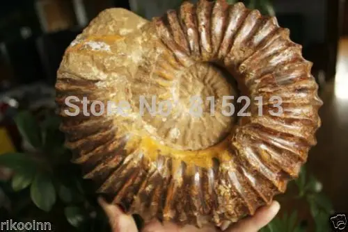 001040 большая окаменелая скорлупа аммония с лечебным действием образцы Madagascar | Дом
