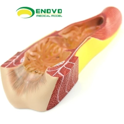 Anatomic structure model of human rectum and anus free  shopping