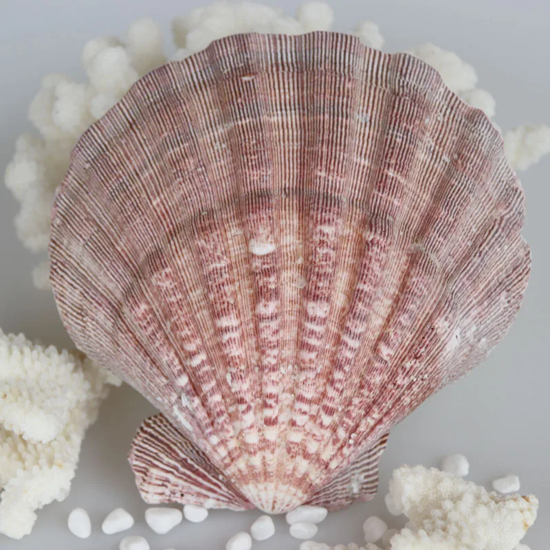 Бесплатная доставка (1 шт./лот) натуральная раковина и ракушка в виде Львиной лапы