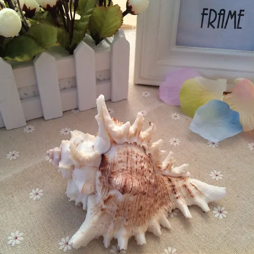 Большие раковины для аквариума аксессуары ландшафтные игрушки подарки | Дом и