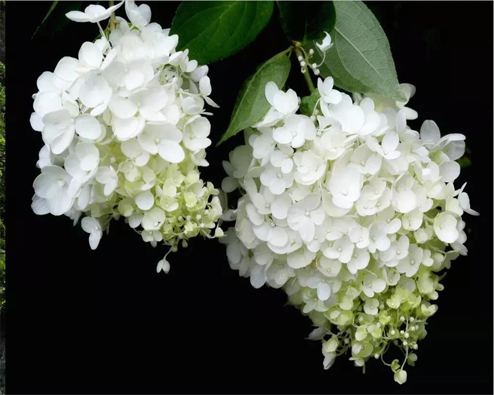 3d обои для гостиной спальни белая гортензия|Обои| |