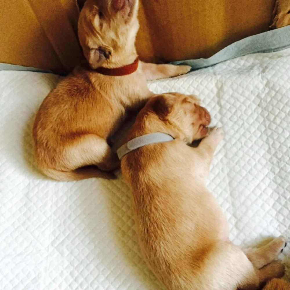 12 шт./компл. ожерелье для домашних животных чистого цвета Сделайте отметку чтобы