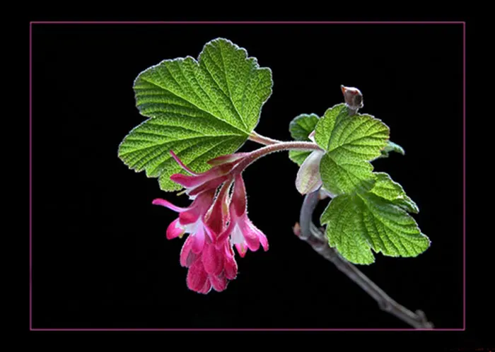 100% натуральный шелк тутового шелкопряда сделай сам вышивка Сучжоу наборы узоров