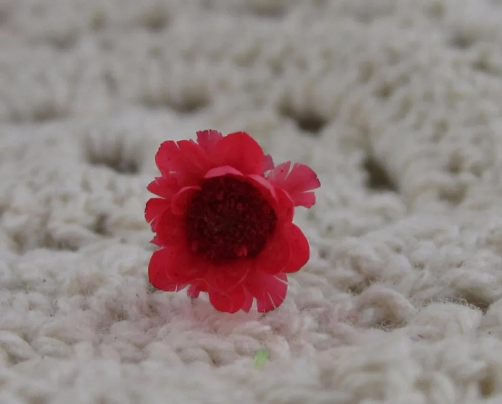 

100pcs Mini Pressed Dried Daisy Flower For Epoxy Resin Pendant Necklace Jewelry Making Craft DIY Accessories