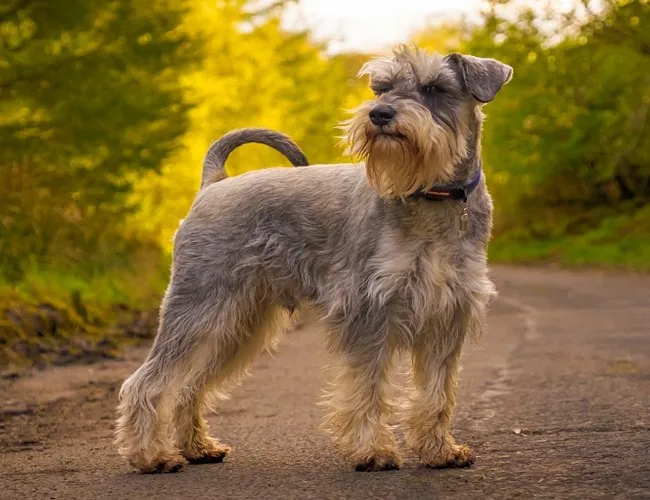 Schnauzer пазл собака фотографии на заказ алмазная живопись, полная, 3d daimond вышивка, квадратные стразы, мозаика 5d Вышивка крестиком картина