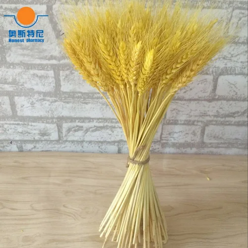 100pcs Yellow color 100 шт 6 цветов Натуральные Сушеные Цветочные букеты Натуральные Сушеные уши пшеничные букеты пшеничные ушные пучки - Цвет: 100pcs Yellow color