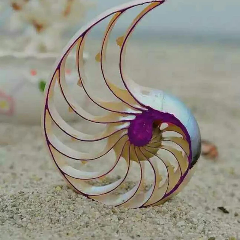 MESOPOTAMIA Colorful Natural Conch Shell Ornaments Rose Nautilus Fossil Creative Home Decoration Wedding Gifts Conch Shells image 2
