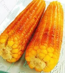 Электрическая машина для запекания кукурузы жарки на продажу|machinable ceramic|machine