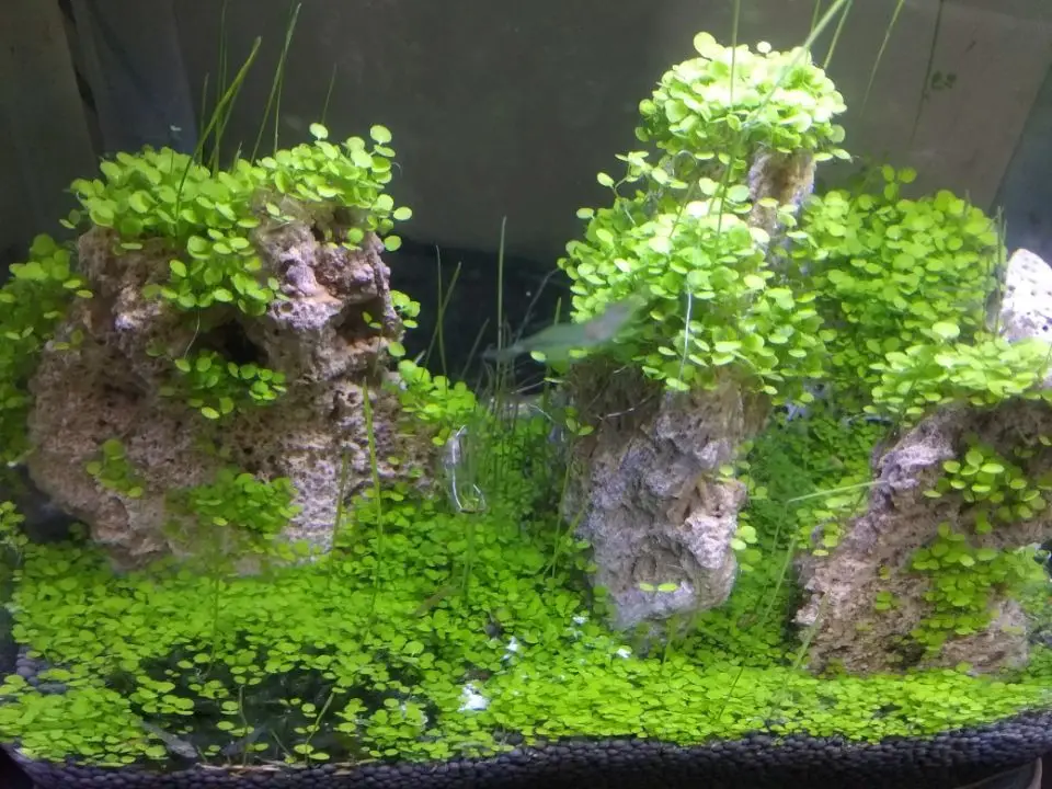 Природный необработанный камень Дракон Камень ohko fish tank озеленение горного камня украшение аквариума бонсай озеленение водной травы