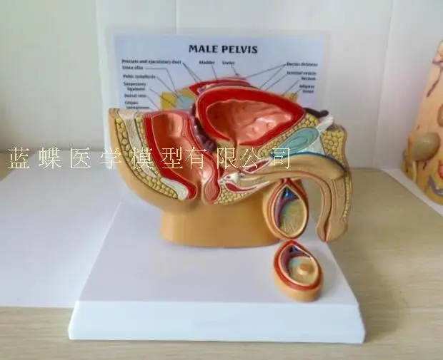 Male/Female pelvic sagittal section model Urinary system education demonstration | Канцтовары для офиса и дома
