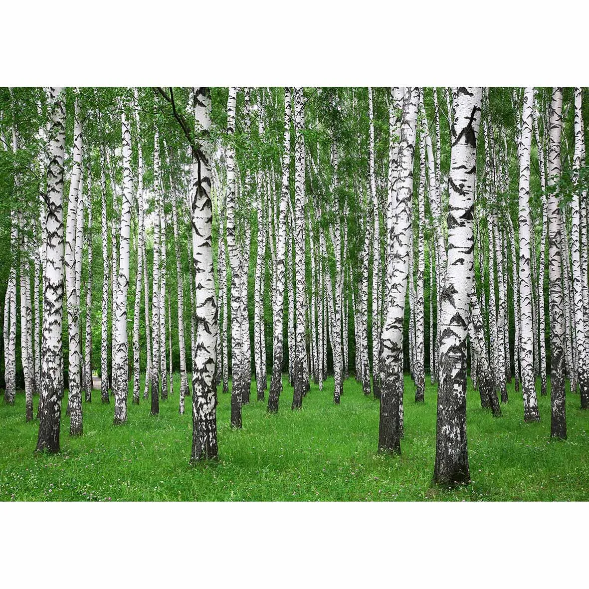 Funnytree красивый шведский летний пейзаж с прямыми березовыми деревьями в зеленой