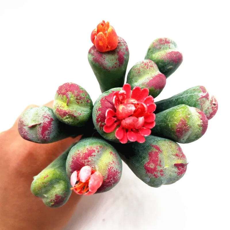 12 шт. суккуленты для растений Lithops DIY аксессуары искусственные цветы Свадебный