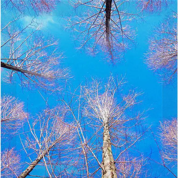 Wallpapers Landscape trees sky ceiling frescoes wallpaper mural wall paper papel de parede stickers wallpaper20151212 | Обустройство
