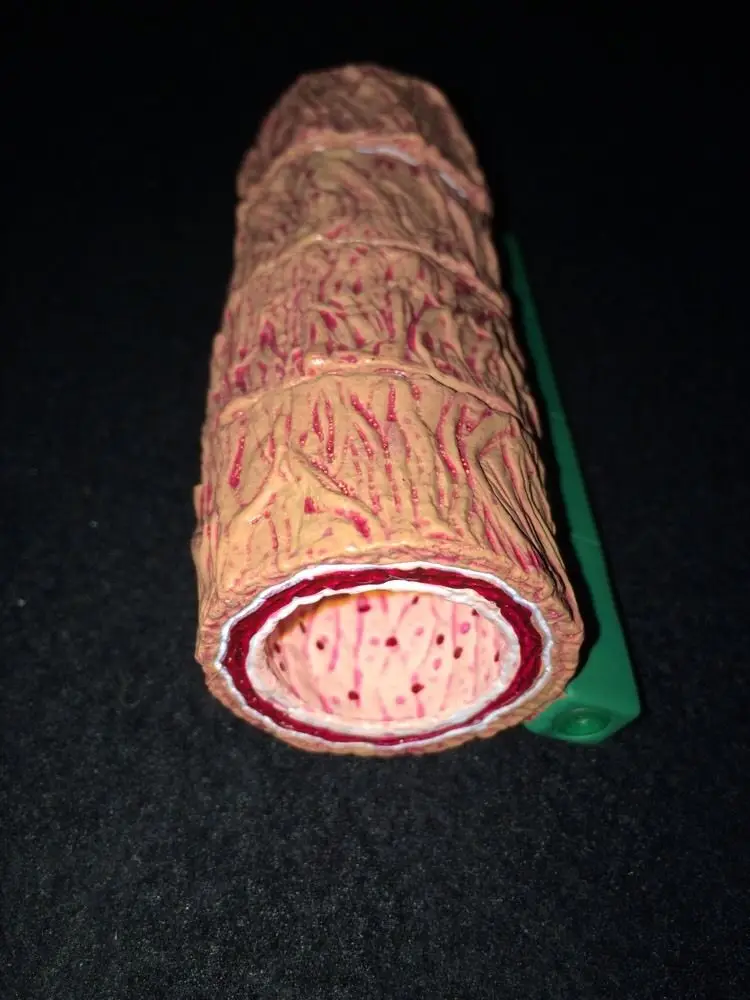 Человеческий череп анатомический скелет позвоночник 4 части артерии