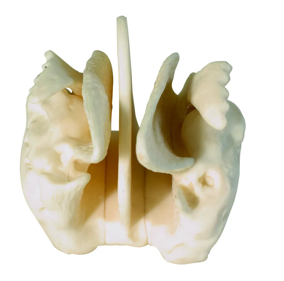 

Screen bone enlarge model Human skeletal model free shipping