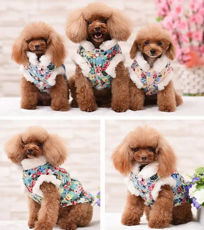 Bigeyedog китайская Новогодняя одежда для собак зимняя одежда для домашних животных в китайском стиле Одежда для щенков пальто куртка Одежда Пудель наряд