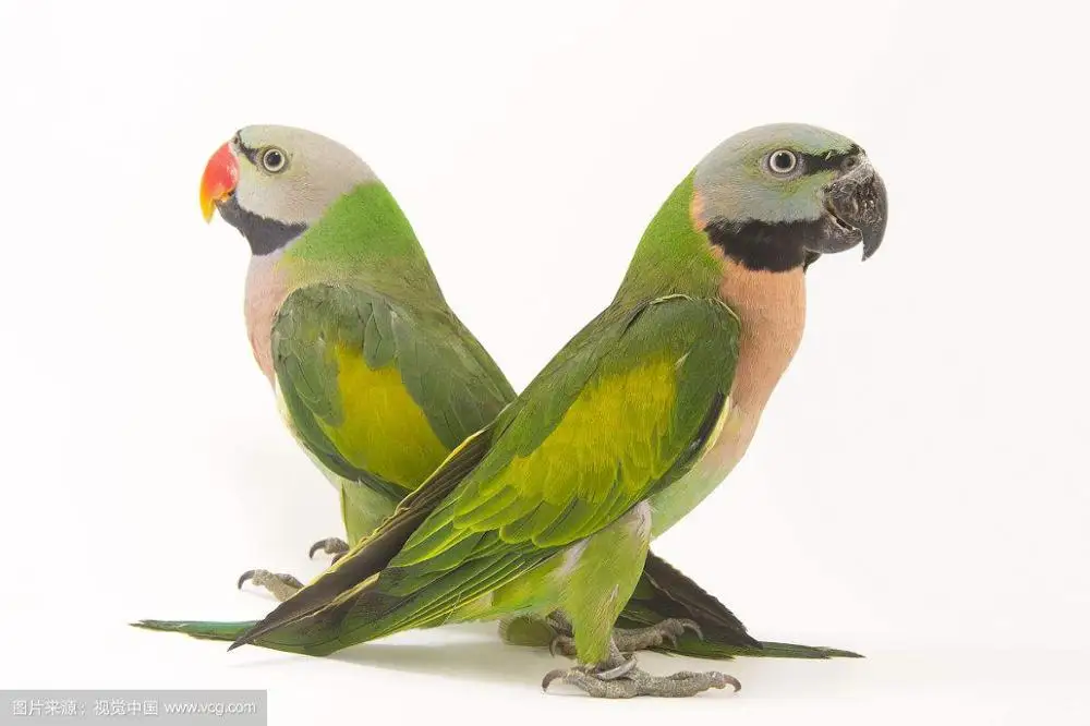 Red-breasted Parakee Gingerain одежда с птицами попугай одежда кнопка рубашка оригинальная ручная работа на заказ одежда с птицами пуговица рубашка - Цвет: Red-breasted Parakee