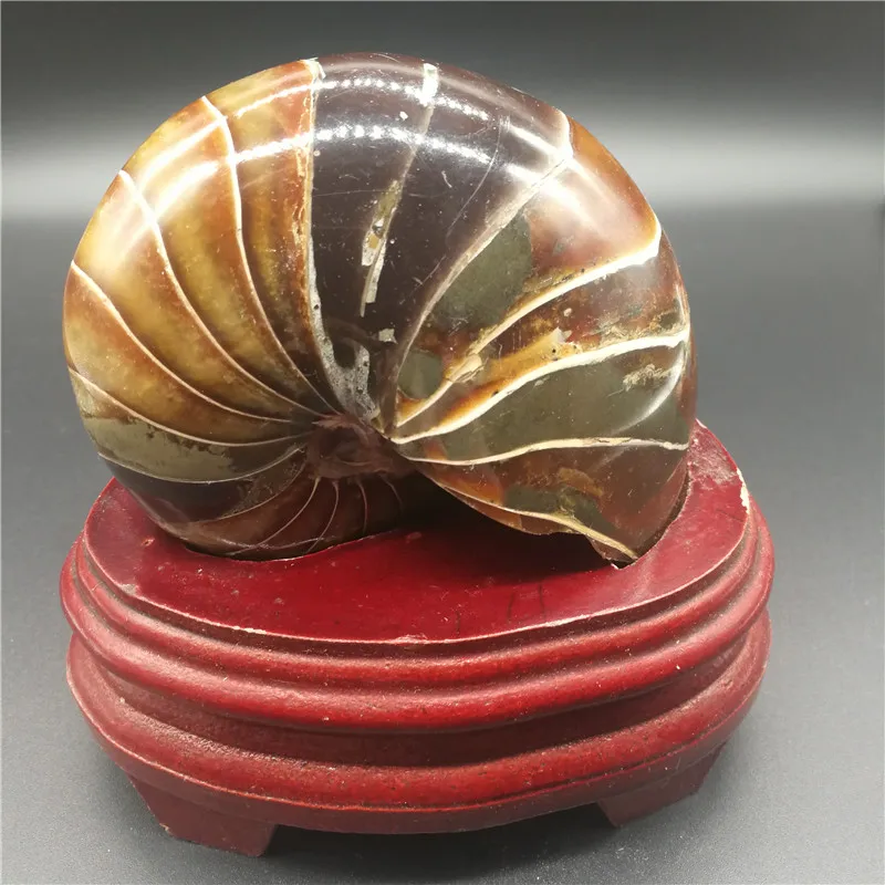 

polished natural ammonite madagascar conch for sale LA2039