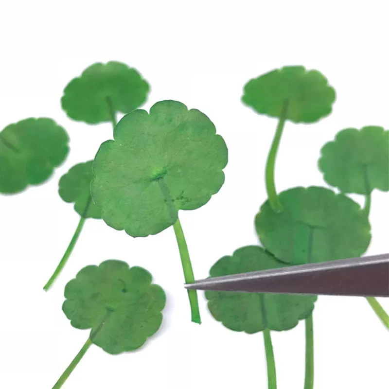 Краска Зеленый гроб листья на стеблях сушеные цветы орнамент 100 шт для DIY ручной