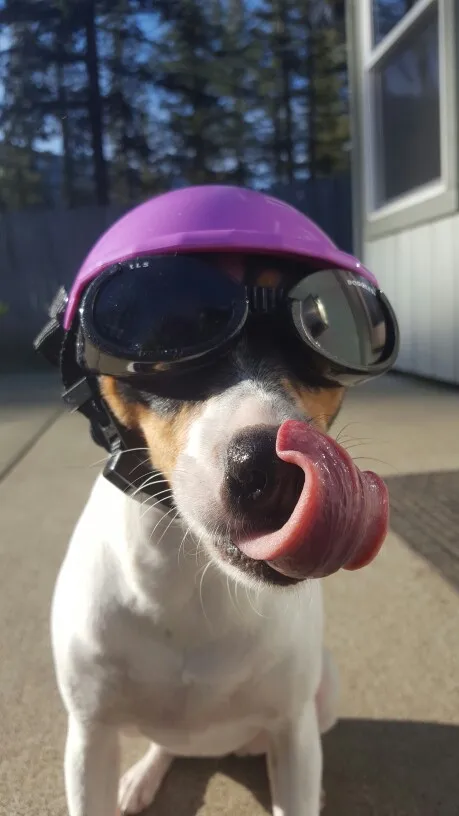 Шлем для домашних животных собак кошек шапка аксессуары костюмов товары