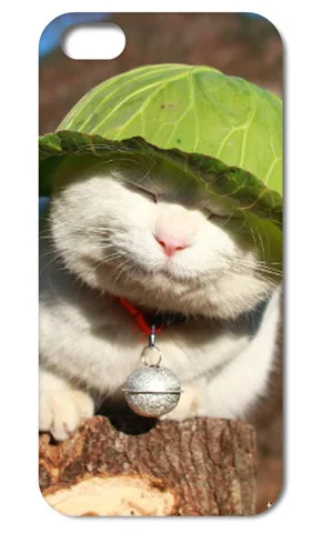JENNY cute cat Hard Back Cover Case Skin for Iphone 4 4S 5 5S 5C Free shipping 009 |
