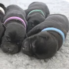 Домашних животных идентификации с нейлоновой застежкой-молнией воротник животные одноцветное ошейник для щенка воротник полиэстер домашних животных собака аксессуары сиденье Ремни