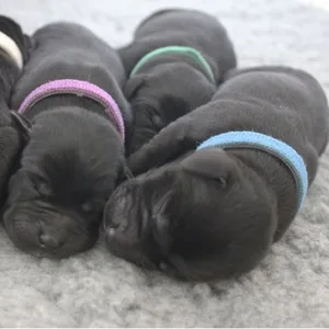 Домашних животных идентификации с нейлоновой застежкой-молнией воротник животные одноцветное ошейник для щенка воротник полиэстер домашних животных собака аксессуары сиденье Ремни