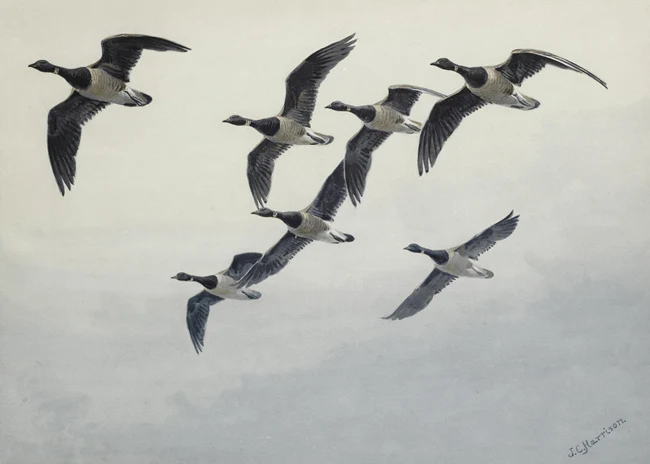 Акварельная пасторальная мигрирующая птица летающее небо пейзаж картина маслом