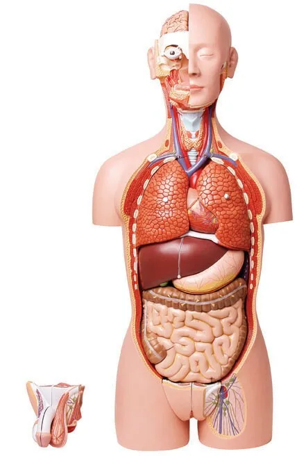 

Free shipping&Human deluxe two sexes open torso model, 27 parts the gut. Liver, intestine,stomach model anatomy,Medical teaching