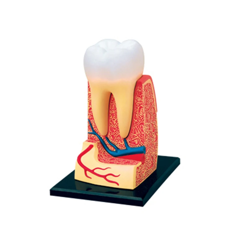 4D зуб интеллект сборная игрушка человеческая анатомическая модель медицинская