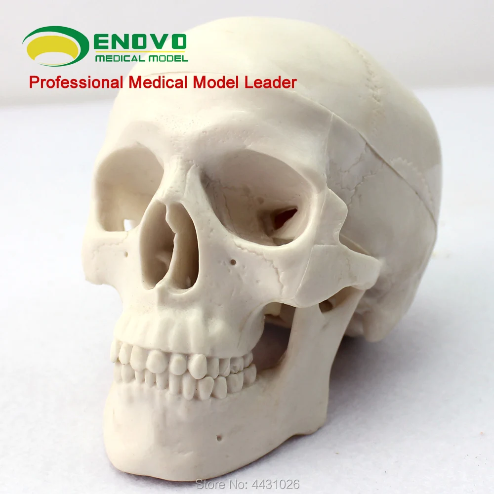 

ENOVO Mini skull model medical art human body skull bone skeleton model