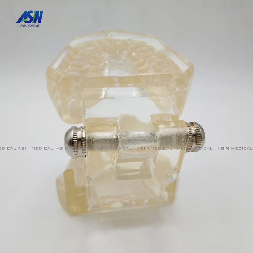 Новое поступление Стоматологическая Ортодонтическая пластина для Typodont зубы