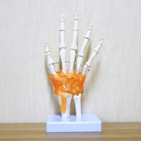 human hand joint anatomical skeleton with skin model medical science health life useful medical science for teaching supplies