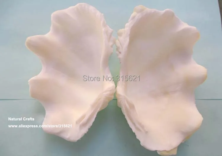 9 10 см 1 пара Natural Tridacna гигантский моллюск море диване аквариум Украшения Fish Tank