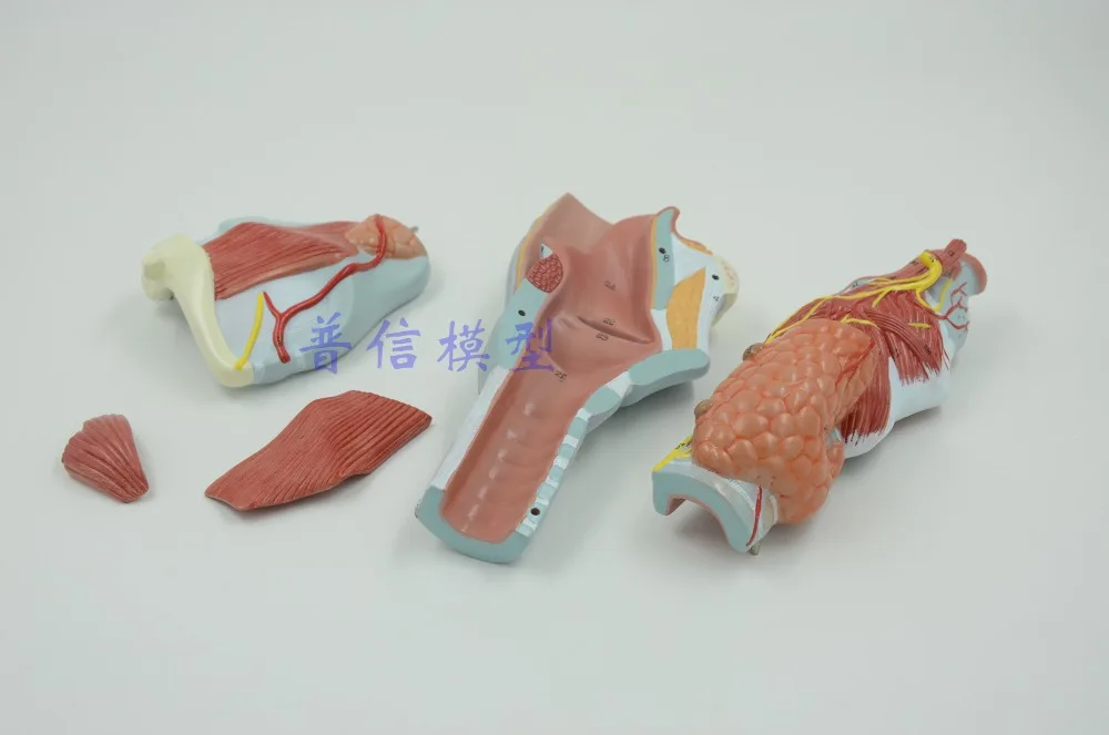 Бесплатная доставка и 2x модель анатомии ларингеи анатомия горла увеличение