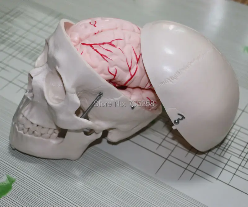 Skull Model with 8 Parts Brain,Brain Model,ISO Certification Skull Brain Artery Model