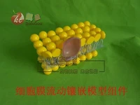 cell membrane flow mosaic model component biological experimental equipment teaching equipment free shipping