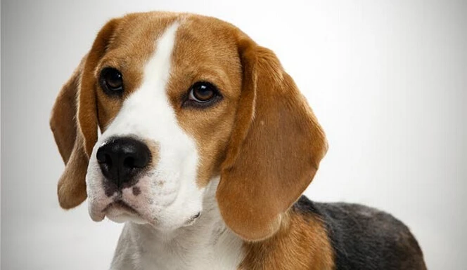 Хип-хоп стиль бохо шик Бигль браслет с собаками ретро животное милый девушка мода