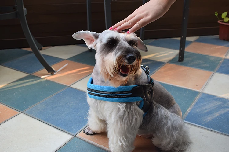 4 вида цветов аксессуары для собак ошейник поводок инструменты обучения ошейники