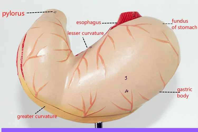 1:1 Размер жизни человеческий желудок анатомическая модель Анатомия желудка
