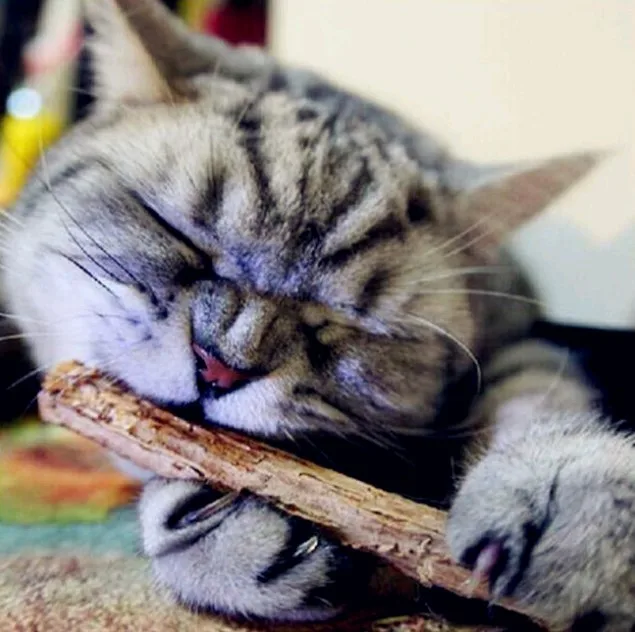 Чистящая зубная паста чистая натуральная кошачья молярная для кошек снэки