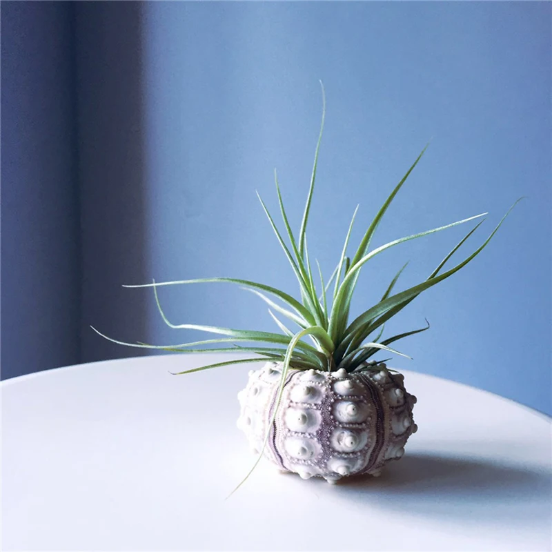 

Free Shipping Natural Avender Sea Urchin Natural Shell Conch Beach Wedding Decoration Coastal Home Decoration