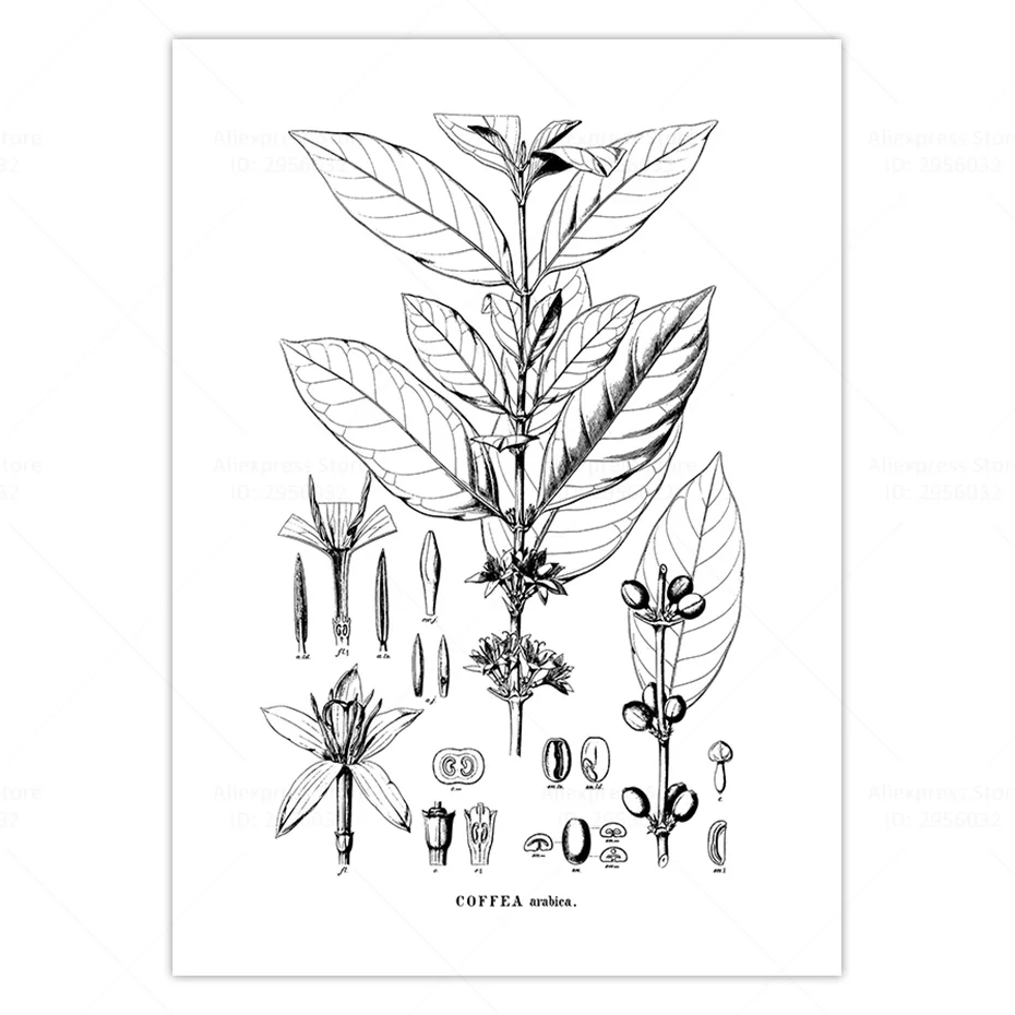 picture 3 Coffea Арабика кофейное дерево ботанический настенный художественный плакат настенный Декор Для Завтрака Бар Кафе Декор кухня холст печать винтажная картина - Цвет: picture 3