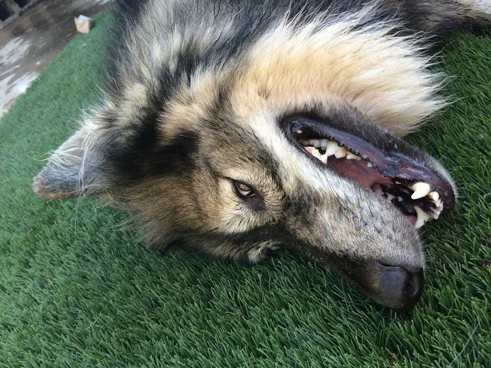 Pet synthetic artificial turf | Спорт и развлечения