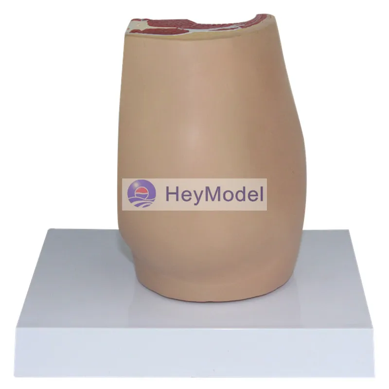 HeyModel Мужская Тазовая медианная движущаяся фотография|section| |